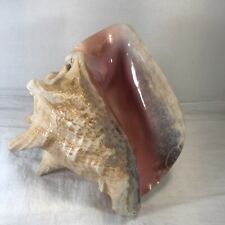 Vintage Large Queen Conch Sea Shell Seashell