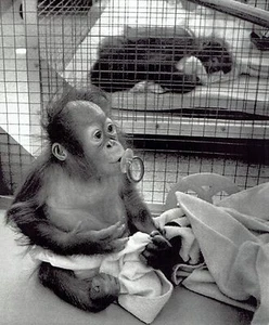1972 Wire Photo baby orangutans suck pacifier at San Diego Zoo's Children's Zoo - Picture 1 of 2