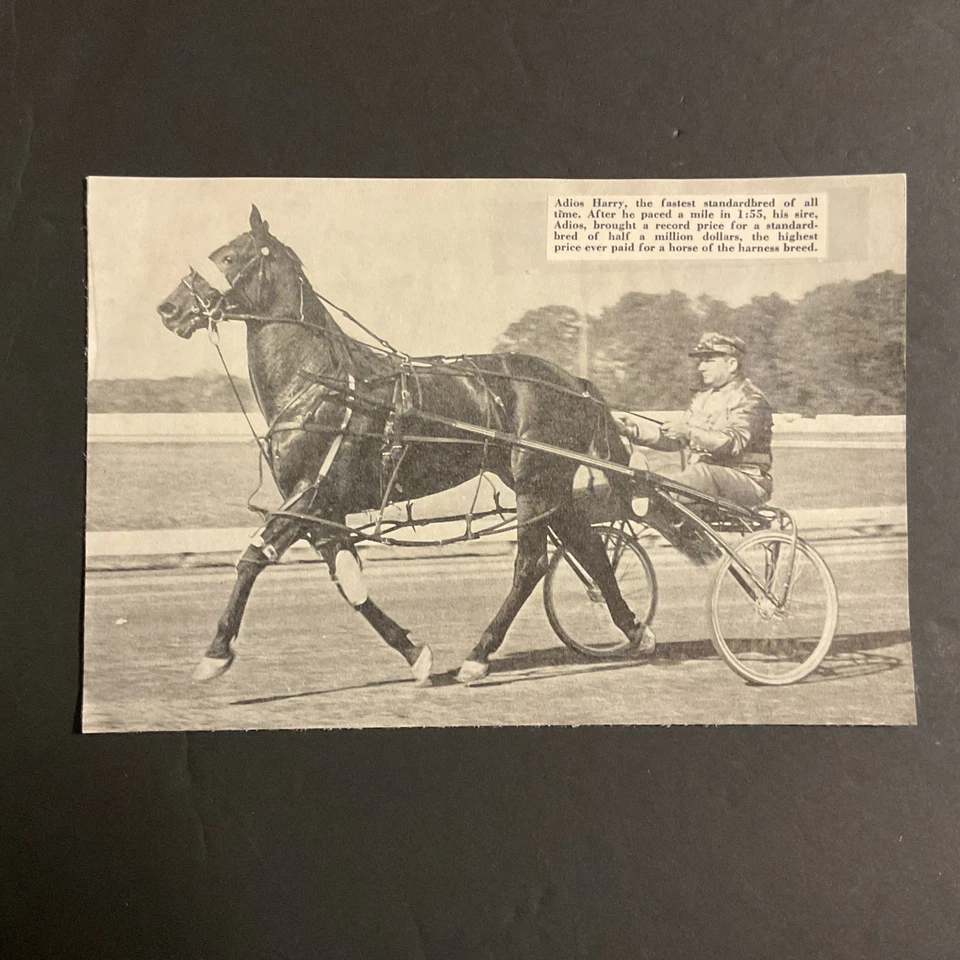 ADIOS HARRY photo  Harness  Racing ADIOS - Image 1 of 1
