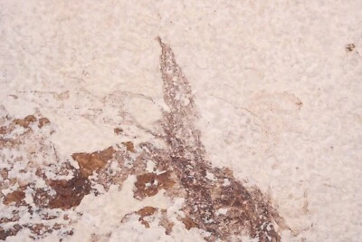 Bargain Bird Feather on matrix Eocene Fossil Lake Wyoming WY COA 6955 - Image 1 of 4