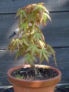 BONSAI WUNDERBARER JAPANISCHER FÄCHERAHORN - Bild 1 von 4