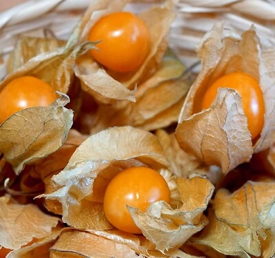 Andenbeere - Physalis peruviana - Goldenberry - 200 Samen - Bild 1 von 2