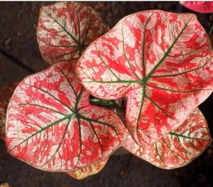 Original Universal Caladium 1 Birne - Bild 1 von 3