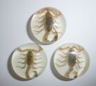 Insect Cabochon Golden Scorpion Specimen Round 25 mm on White 3 pieces Lot