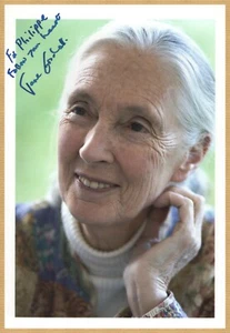 Jane Goodall - Famosa primatologa inglese - foto grande firmata autentica - COA - Foto 1 di 1