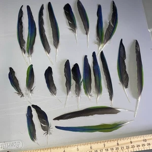Nanday Conure Papageienfedern grün blau schwarz gemischt natürlich geschmolzen 22 Stück - Bild 1 von 8