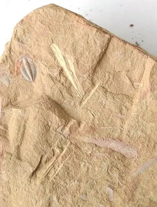Fósil cámbrico trilobite Palaeolenus lanlenoisi, enseñanza, n.º t53 - Imagen 1 de 2