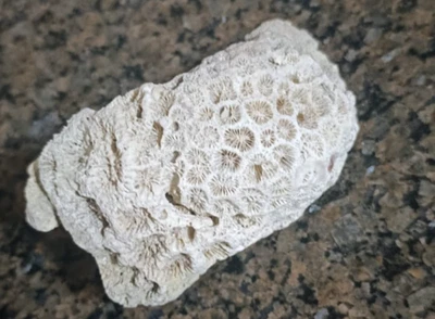 Beautiful rock of red sea - Image 1 of 4