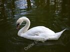 Photo 6X4 Swan On The Canal At Hungerford Eddington/Su3469  C2010