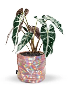 Pink Planter cover for Neon Pothos, Indoor Plants, Home Decor, Plant Basket - Picture 1 of 12