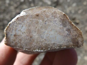 DIG-N-UTAH: POLISHED PETRIFIED PALM WOOD DISPLAY # L 428 - Picture 1 of 4