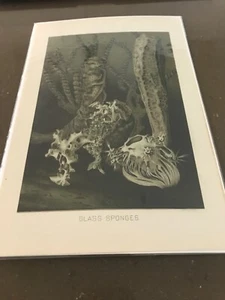 1901 Antique Sea Life Chromolithograph Print ~ Glass Sponges - Picture 1 of 1