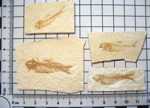 Eocene Green River Shale fish fossil on matrix - Gosiutichthys 1 per bid - Picture 1 of 7