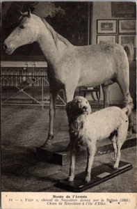 Napoleon PFERD UND HUND Armeemuseum FRANKREICH Postkarte - Bild 1 von 2