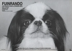 JAPANESE CHIN DOG BREED KENNEL ADVERT PRINT PAGE 1988 FUINRANDO KENNEL - Picture 1 of 1
