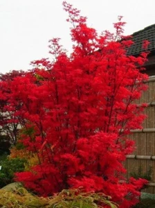 BS 505T roter Fächerahorn Ahorn red Seeds Samen Stück 5 - Bild 1 von 1