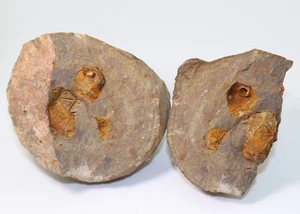 Cystoidea, Glyptocystis robusta, Ordovizium, Maider Region, Marokko (eb5206) - Picture 1 of 9