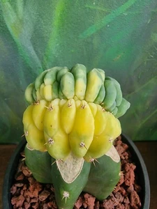 T.MAK13 Variegated Crest Cactus Clone Rare Collectors Plant S.E.Pšµ - Picture 1 of 9