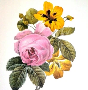 Redoute Bouquet Botanical Flowers Art Rose a cent feuilles Print Book Plate 84 - Picture 1 of 3