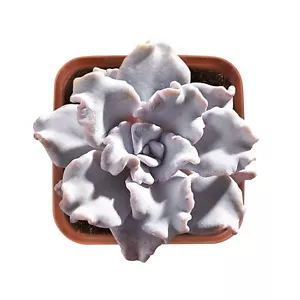 Rare Echeveria 'Crispate Beauty' Succulent Plant, Full rooted in 2'' Planter - Picture 1 of 6