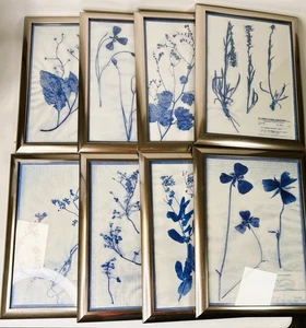 Emery Whilton Herbarium botanische gepresste Pflanzen Drucke 8er Set 1930er BESCHREIBUNG LESEN - Bild 1 von 23