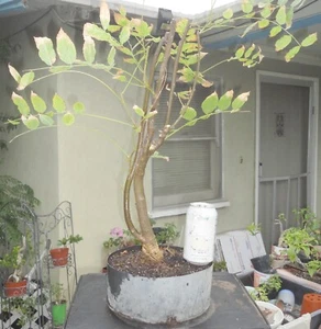 Chinese Wisteria Sinensis Pre Bonsai Dwarf Kifu Fat Trunk Purple Flowers - Picture 1 of 6