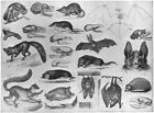 ANIMALS. Lemur; Aye-Aye; Flying fox; Vampire bat; Hedgehog; Mole; shrew 1907