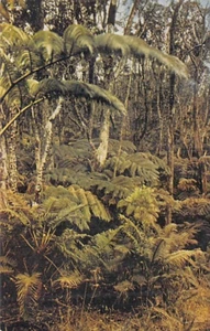 Postal HI: Bosques de helechos, Parque Nacional de Hawái, Hawái, de colección años 40 - Imagen 1 de 2