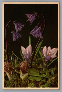 Swiss Edition Stehli flowers postcard No. 9 Mountain Soldanella & Spring Crocus - Bild 1 von 2