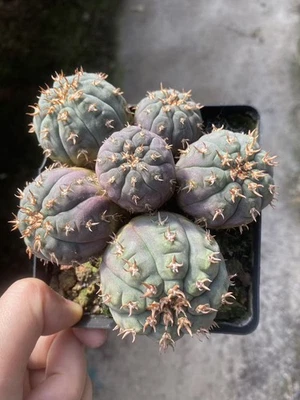 11.1CM Multi Heads Gymnocalycium spegazzinii v.unguispinum seedgrowth WYSIWYG - Image 1 of 2