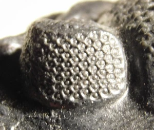 HUGE! 100% Natural 400 Million Year Old PHACOPS Trilobite Fossil on Matrix 717gr - Picture 1 of 16