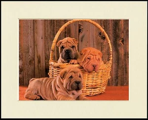 SHAR PEI WELPEN IN EINEM KORB CHARMANTER HUNDEDRUCK MONTIERT RAHMENFERTIG - Bild 1 von 1