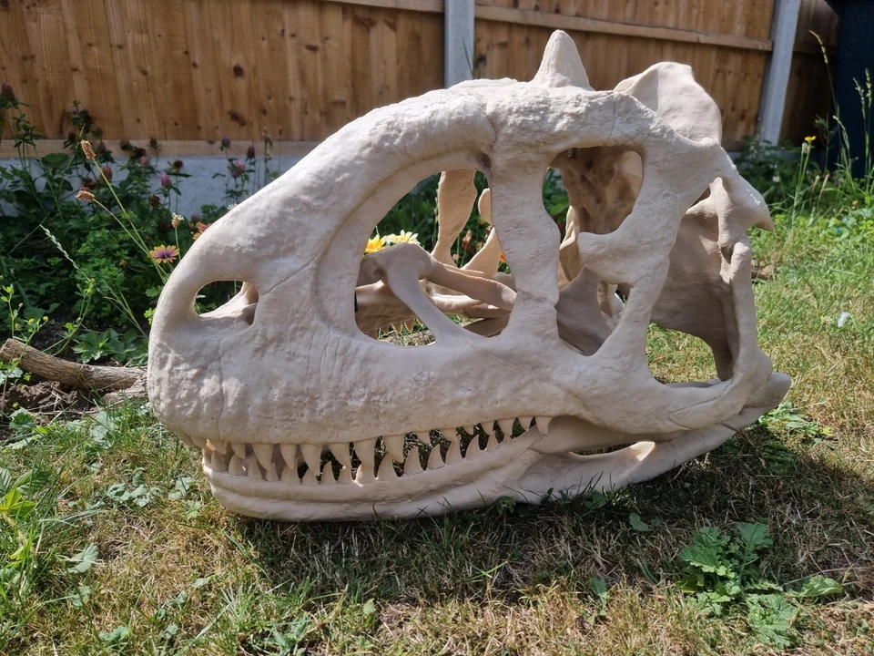 Majungasaurus skull Full Size!! Replica Dinosaur Skull - Image 1 of 4