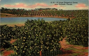 Ein großer Grapefruithain in der Nähe von Orlando Florida Vintage Postkarte B37. - Bild 1 von 2