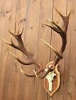 REAL NATURALLY SHED RED DEER ANTLERS ON A FAUX METAL SKULL (TROPHY TAXIDERMY)