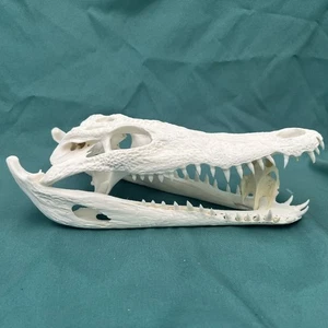 Testa di coccodrillo reale teschio esemplare scheletro decorazione animale collezione educazione - Foto 1 di 7