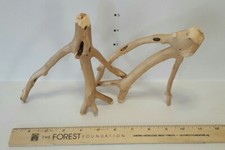 Lot Set 2 Small, Cured & Debarked Manzanita Branches, 1 Freestanding