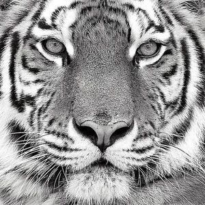 Tiger PolarINC Studio Art Print - Bild 1 von 1
