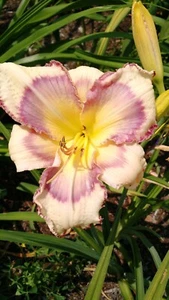 Wicked Messenger - Daylily Live Plant 2 Fans Perennial Flower - Picture 1 of 2