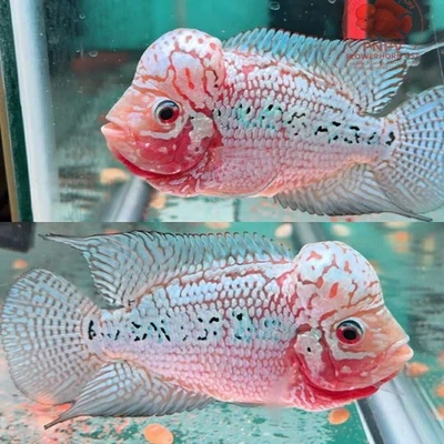 Premium Flowerhorn - Male Kamfa F2- 3.5 inches-Overnight USA Shipping - Image 1 of 4