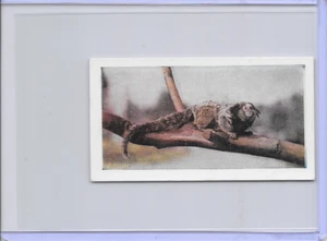 1958 Marmoset Horniman's Tea Wild Animals Card #9 Series of 48 - Picture 1 of 2