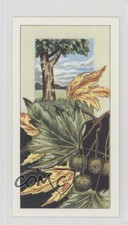 1968 Ringtons Fruits of Trees and Shrubs Tea Plane #19 z6d