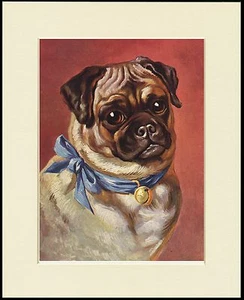 PUG LOVELY DOG HEAD STUDY PRINT MOUNTED READY TO FRAME - Picture 1 of 1