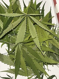 100 Dried Pressed Hemp Leaves THC-Free Botanical Art Supplies Craft DIY Leaf - Picture 1 of 2