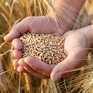 Weizen Futterweizen Geflügelfutter Hühnerfutter Vogelfutter Körner Hühner 20kg - Bild 1 von 8