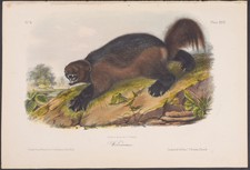Audubon - Wolverine. 26, 1854 Quadrupeds Original Hand-Colored Lithograph