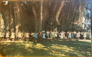 Mexican PC Arbol TULE TREE Trunk Children Oaxaca Mexico K Turok Vistacolor 1950 - Picture 1 of 2
