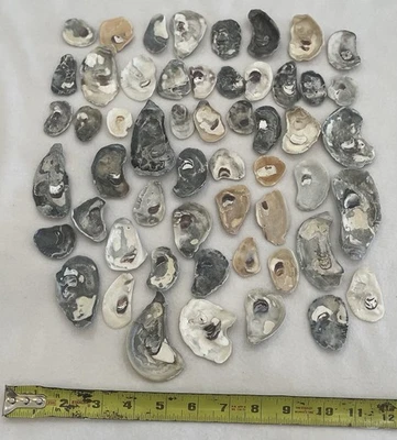54 FLORIDA OYSTER SHELLS Cleaned MIX COLOR, SIZE, SHAPE Crafts, Decor, COLLECT - Image 1 of 2