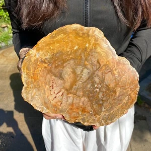 2.6LB Large Beautiful polished Arizona red petrified wood slice mineral specimen - Picture 1 of 11