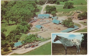 Horse Postcard Appaloosa Stallion Double Six Domino Vintage - Picture 1 of 2